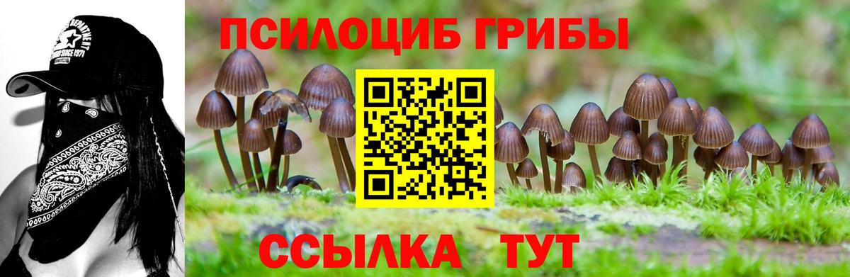 Королёв  Псилоцибиновые грибы Psilocybe  Псилоцибиновые грибы Psilocybine cubensis  Вход с VPN 
